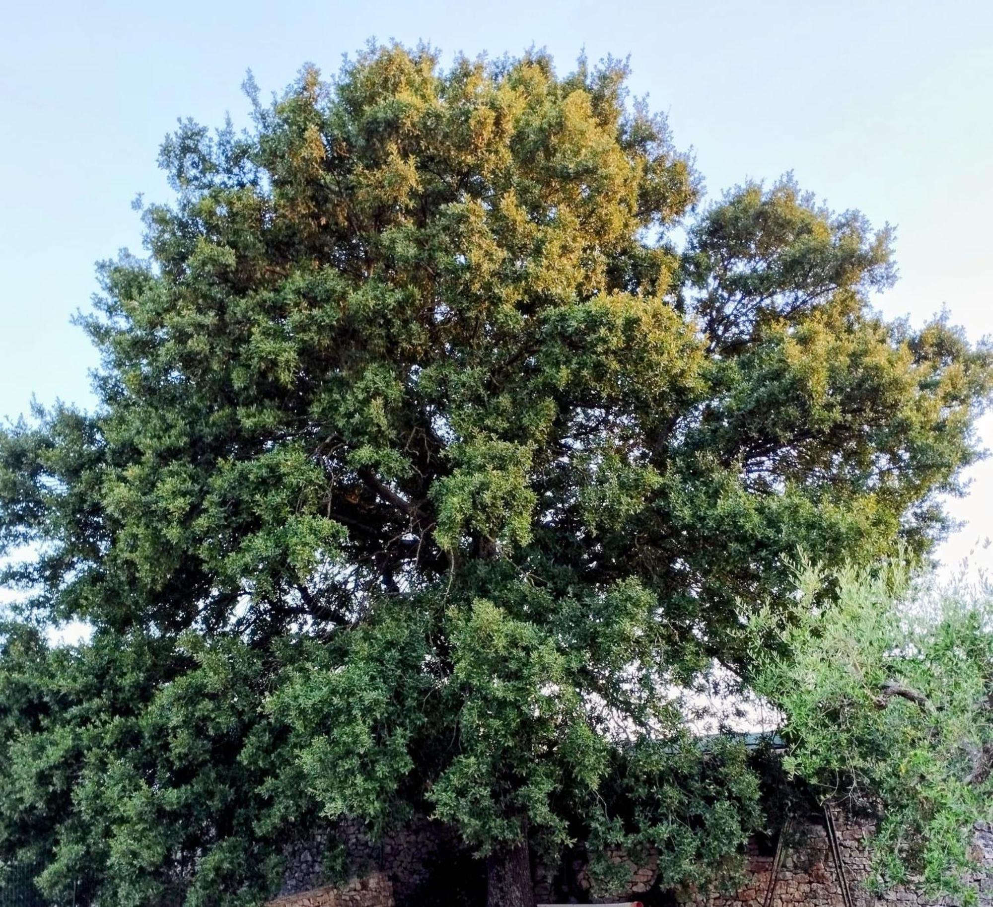 Trulli La Quercia Del Nonno Villa Locorotondo Kültér fotó